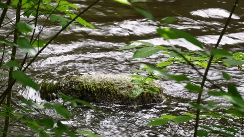 Water Flows Through the River (4K footage) 動画素材 311798247