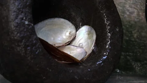 Water flows through the round rock and seashell Stock Footage 169436360