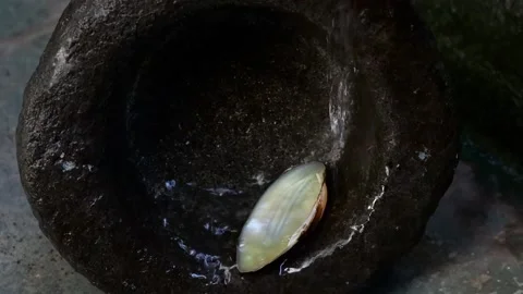 Water flows through the round rock and seashell. Stock Footage 169436460