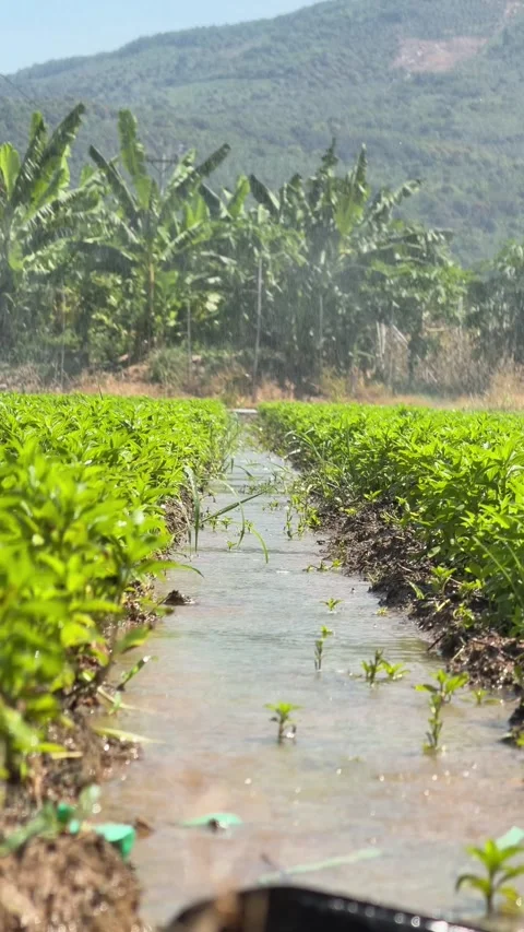 Water flows through rows of green crops on an irrigated field with banana trees Stock Footage 338001882
