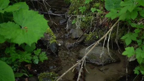 Water flows through a small stream with green plants and rocks Video stock 337173023