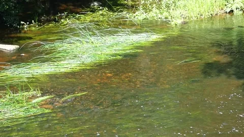 Water flows through a stream with green plants along the banks on a sunny day in Stock Footage 325626552