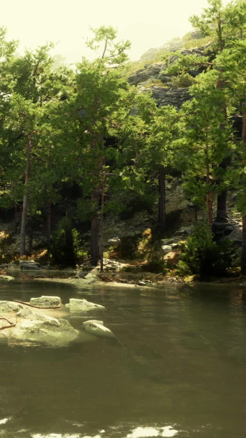 Water flows through trees and rocks near a mountain stream during sunny weather Stock Footage 341270743