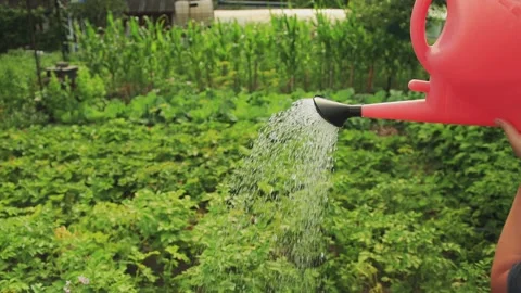 Water flows from a watering can tap against the backdrop of a garden with green Stock Footage 254058869