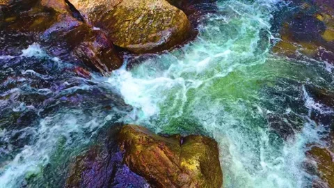Water Foam in the Forest Stock Footage 264353450
