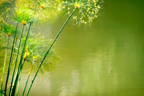 Water foliage Stock Photos