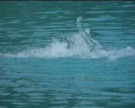 Water Video stock 560339