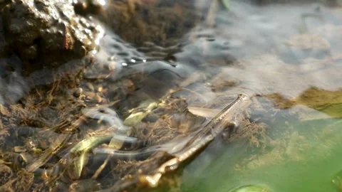 Water Stock-Footage 333299132