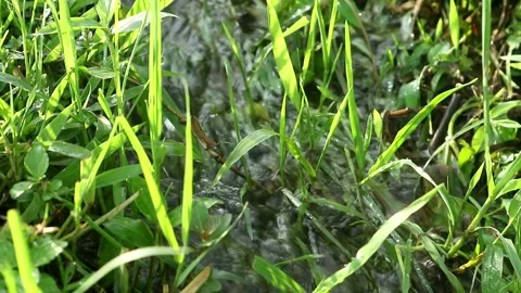 Water Stock-Footage 333299170