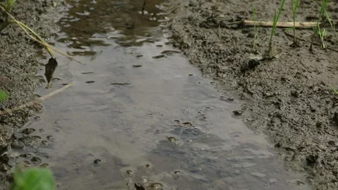 Water Video stock 335165275