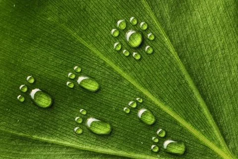 Water footprints on leaf Stock Photos