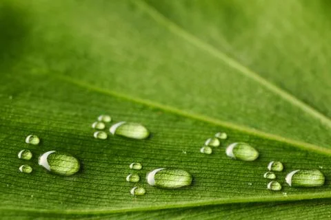 Water footprints on leaf Stock Photos