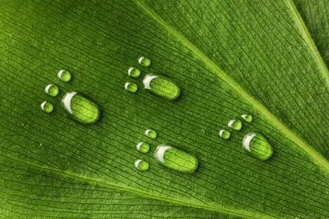 Water footprints on leaf Stock Photos