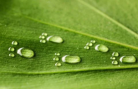 Water footprints on leaf Stock Photos