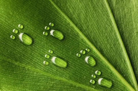 Water footprints on leaf Stock Photos