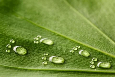 Water footprints on leaf Stock Photos