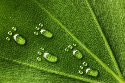 Water footprints on leaf Stock Photos