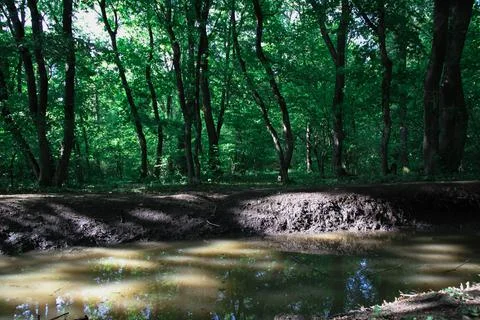 Water in the forest Stock Photos