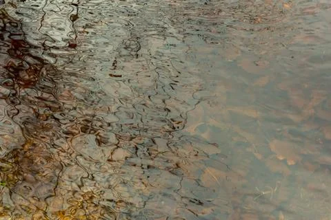 Water in a forest puddle, early spring.... water in a forest puddle, early sp Stock Photos