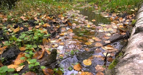 Water of the forest stream Stock Footage 104433370