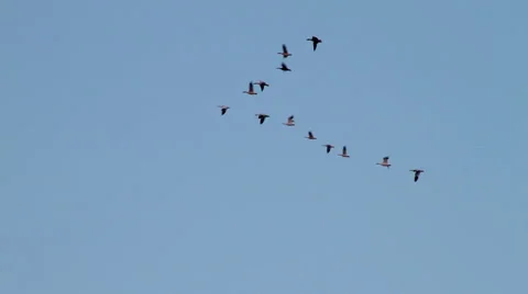 Water fowl flying in a V formation heading south for the winter Stock Footage