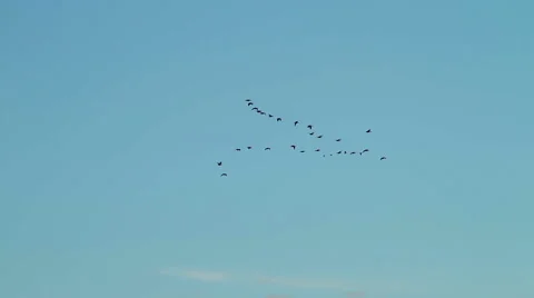 Water fowl heading south for the winter in early evening Stock Footage
