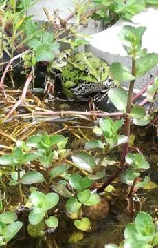 WATER-FROG  in biotop Foto stock