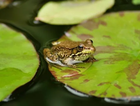 Water frog Stock Photos