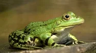 Water Frog, Rana Esculenta In A Garden Pond, Close Up, 4K Stock Footage