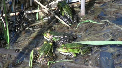 Water Frogs in Spring 161023-1 Video stock 2864028