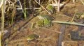Water Frogs in Spring 7504-1 HD Footage