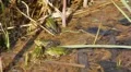Water Frogs in Spring 7510 HD Footage