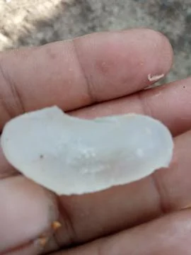 Water fruit 库存插图