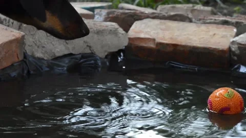 Water games Vidéo 154427330