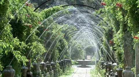 Water garden close up 스톡 동영상 631696