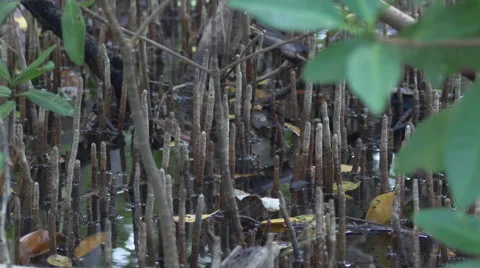 Water gently laps though marshy mangrove roots, 4K Stock Footage 46249997