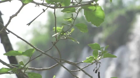 Water gently streaming between forest roots in Plitvice Stock Footage 319769257