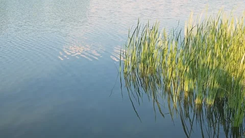 Water glimmers under the sunlight as tall grass sways gently at the edge. The Stock Footage 344525865