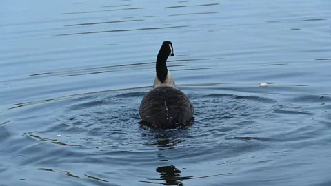 Water off a gooses back Stock Footage 251989731
