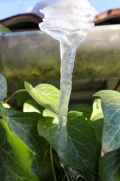 Water gracefully drips from a leaf as sunlight glimmers on a serene garden .. Stock Photos