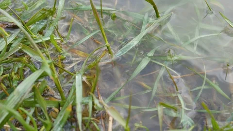 Water On The Grass Flood Stock Footage 88416875