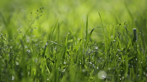 With water grass Stock Footage 38184759
