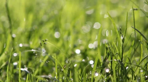 With water grass Stock Footage 38184926