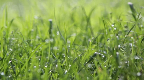 With water grass Stock Footage 38185026