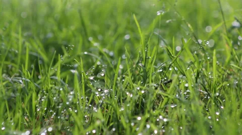 With water grass Video stock 38185897