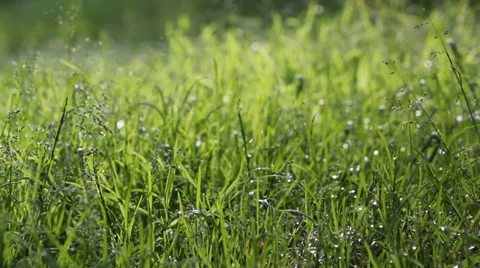 With water grass Stock Footage 38186299