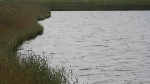 Water on grass Video stock 100856056