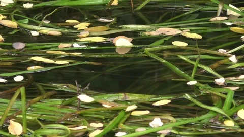 Water grass growing in a small, quiet stream and foliage floating on the surface Stock Footage 79596820