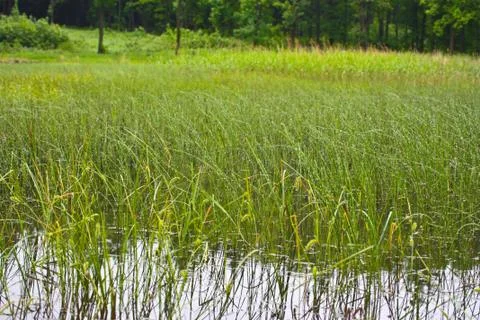 Water grass Stock Photos