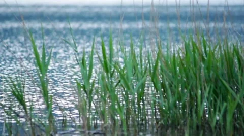 WATER GRASS STILLNESS Stock Footage 40049078